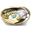 Grönt Abalone Skal 10-12cm